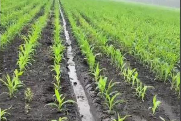 玉米空棵不长穗的原因,营养不良、高温干旱等因素都会造成