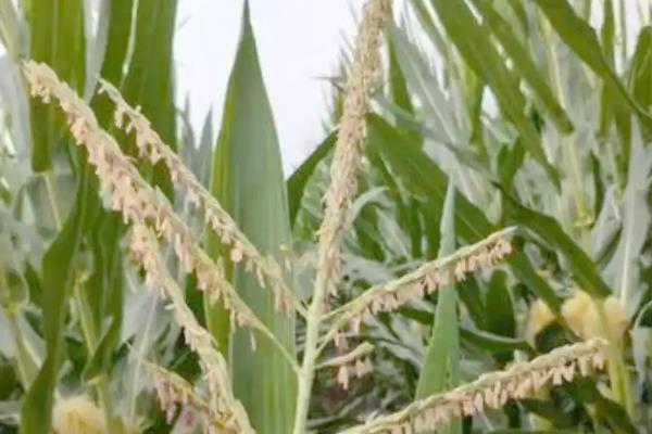 玉米空棵不长穗的原因,营养不良、高温干旱等因素都会造成