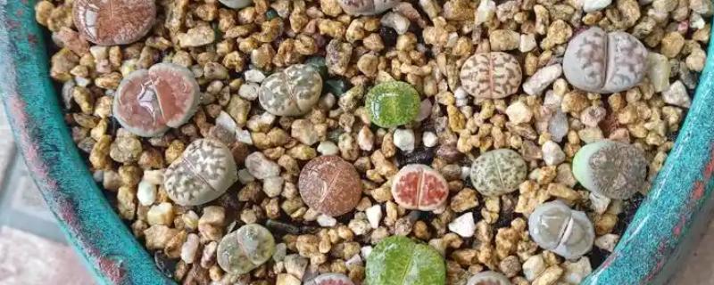 生石花怎么施肥，春季以施加氮肥为主