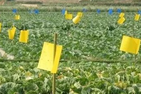 菠菜怎么施肥，冬菠菜长出2-3片真叶时可追施人粪尿