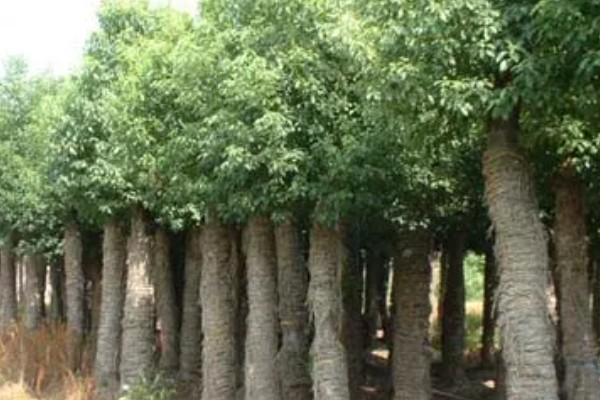 香樟树与樟树怎么辨别，二者并无区别