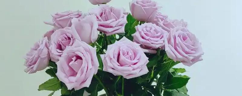 怎么让玫瑰花生根，用生根水浸泡后再水培