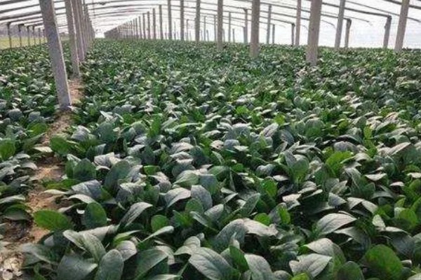 菠菜怎么施肥，冬菠菜长出2-3片真叶时可追施人粪尿