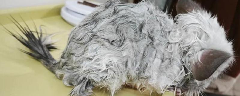 龙猫掉毛的原因，可能是发生了应激