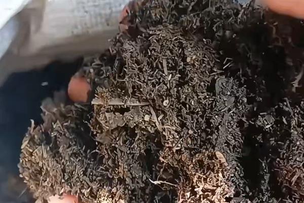 怎么养大叶海棠,冬季每隔10-15天浇灌一次