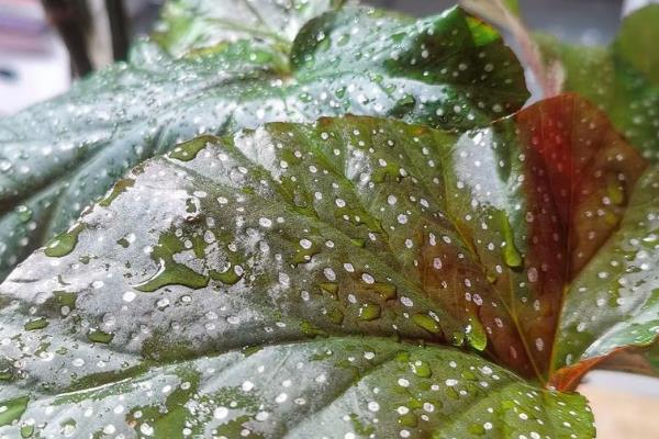 怎么养大叶海棠,冬季每隔10-15天浇灌一次