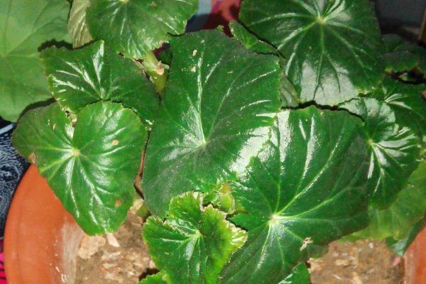 怎么养大叶海棠,冬季每隔10-15天浇灌一次