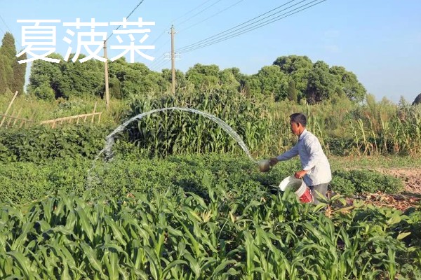 菠菜怎么施肥，冬菠菜长出2-3片真叶时可追施人粪尿