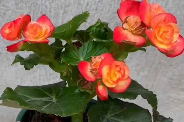 怎么养大叶海棠,冬季每隔10-15天浇灌一次