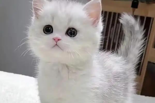 猫咪患上肠胃炎的原因，可能是饲喂了霉变食物