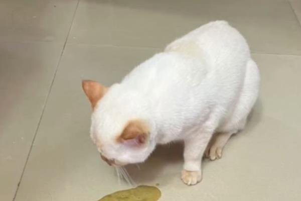 猫咪患上肠胃炎的原因，可能是饲喂了霉变食物