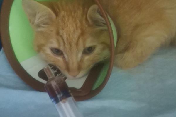 猫咪患上肠胃炎的原因，可能是饲喂了霉变食物