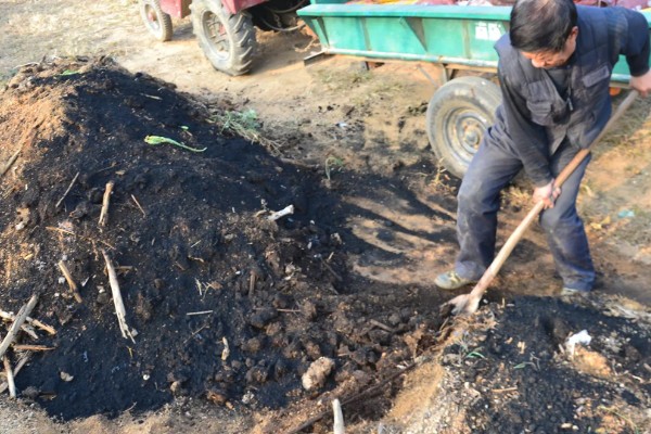 菠菜怎么施肥，冬菠菜长出2-3片真叶时可追施人粪尿