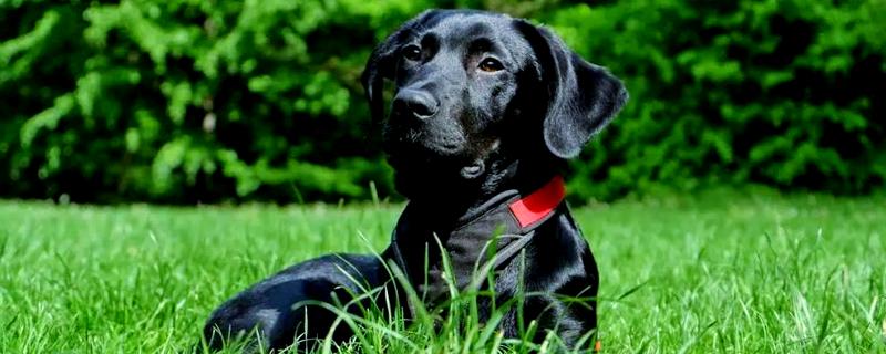 狗狗感染心丝虫的症状，慢性咳嗽是主要症状