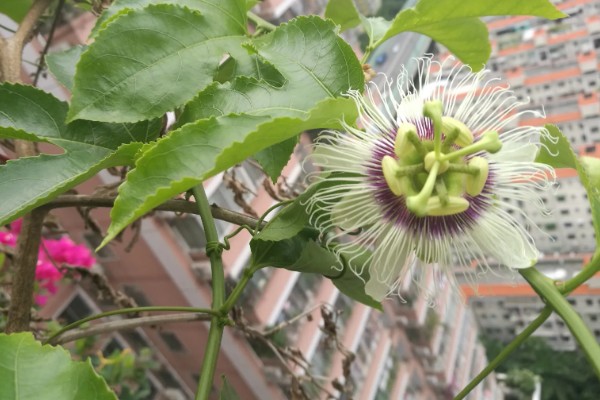 百香果的开花时间，一般为6-7月份