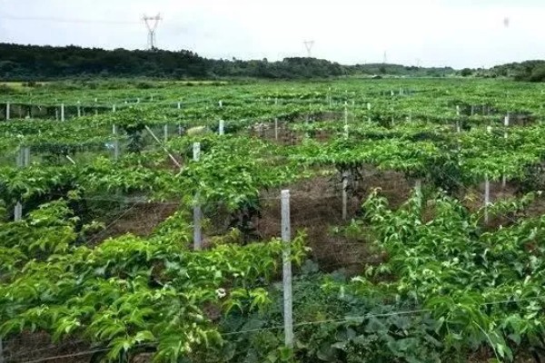 百香果的开花时间，一般为6-7月份