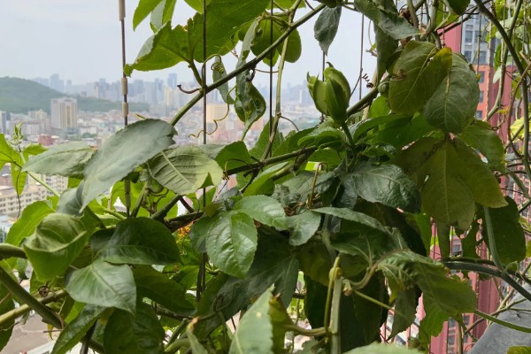 百香果的开花时间，一般为6-7月份