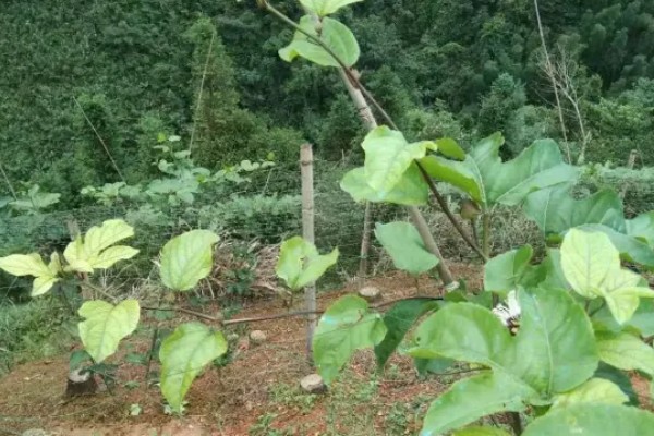 百香果的开花时间，一般为6-7月份