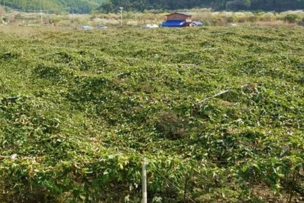 百香果的开花时间，一般为6-7月份
