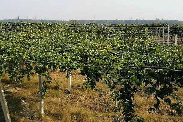 百香果的开花时间，一般为6-7月份