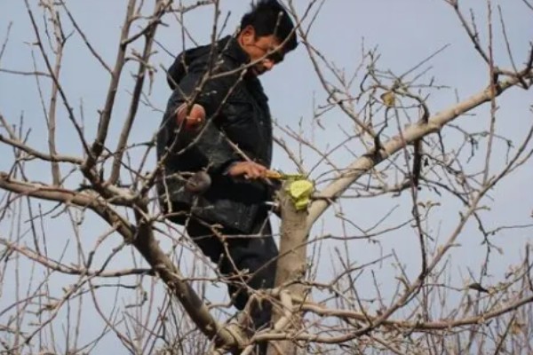 果园用药怎么提高药效，不能长期单一使用某种药物