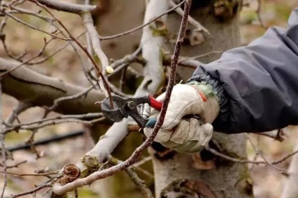 果园用药怎么提高药效，不能长期单一使用某种药物