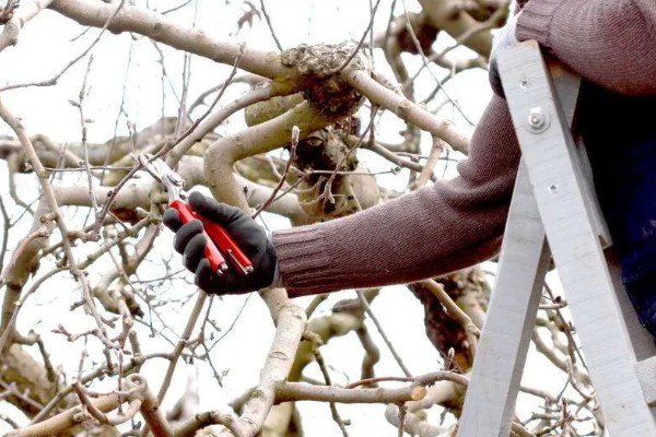 果园用药怎么提高药效，不能长期单一使用某种药物