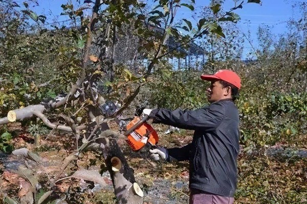 果园用药怎么提高药效，不能长期单一使用某种药物