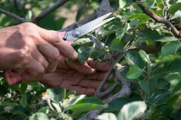 果园用药怎么提高药效，不能长期单一使用某种药物