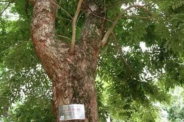 黄花梨小苗的价格，小苗价格在30-40元一株