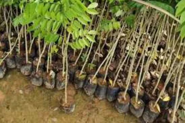 黄花梨小苗的价格，小苗价格在30-40元一株