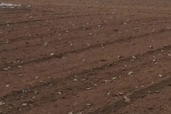 赤芍怎么种植，株行距为40×50厘米