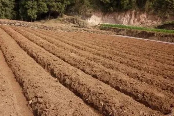 赤芍怎么种植，株行距为40×50厘米