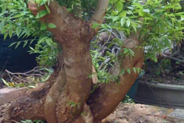 黄花梨小苗的价格，小苗价格在30-40元一株