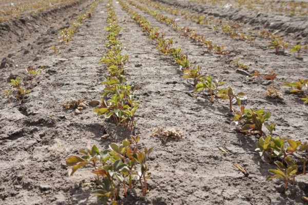 赤芍怎么种植，株行距为40×50厘米