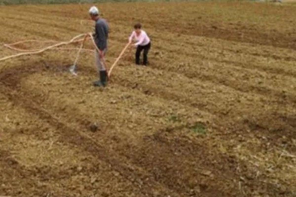 赤芍怎么种植，株行距为40×50厘米