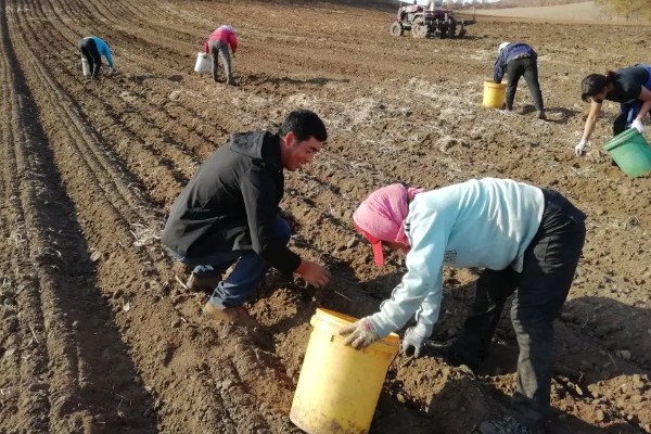 赤芍怎么种植，株行距为40×50厘米