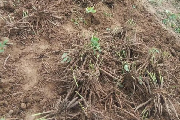 赤芍怎么种植，株行距为40×50厘米