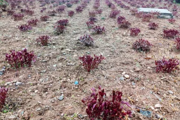 赤芍怎么种植，株行距为40×50厘米