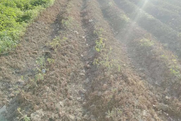 赤芍怎么种植，株行距为40×50厘米