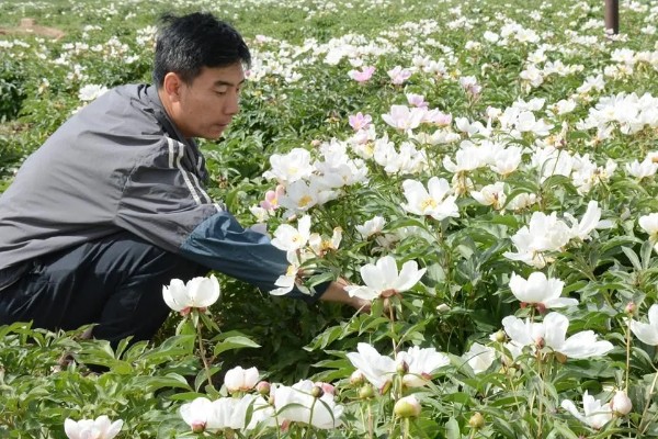 赤芍怎么种植，株行距为40×50厘米