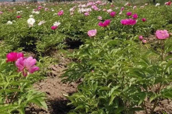 赤芍怎么种植，株行距为40×50厘米