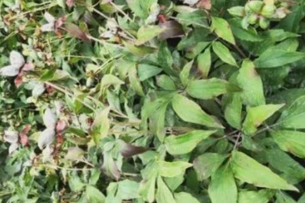 赤芍怎么种植，株行距为40×50厘米