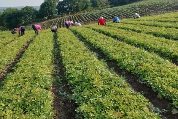 赤芍怎么种植，株行距为40×50厘米