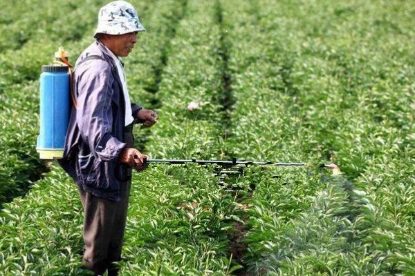 赤芍怎么种植，株行距为40×50厘米