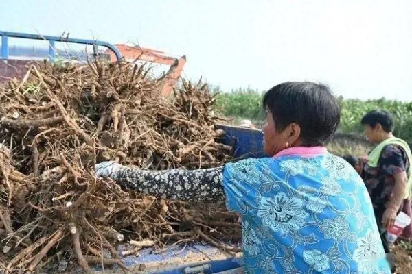 赤芍怎么种植，株行距为40×50厘米