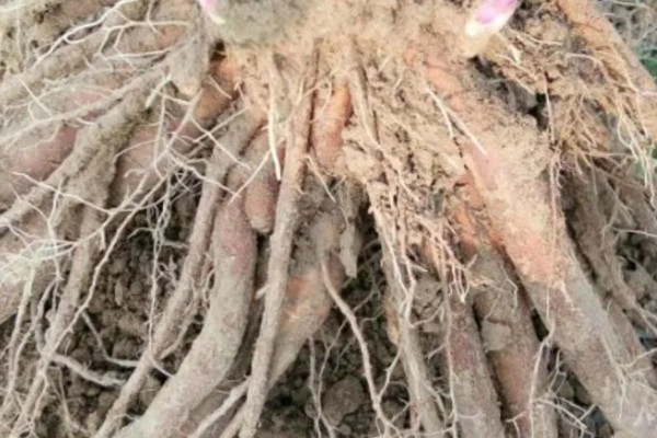 赤芍怎么种植，株行距为40×50厘米