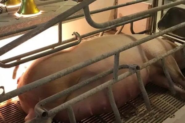 母猪难产小猪不入产道如何处理，让它适当活动再注射高糖或黄芪多糖
