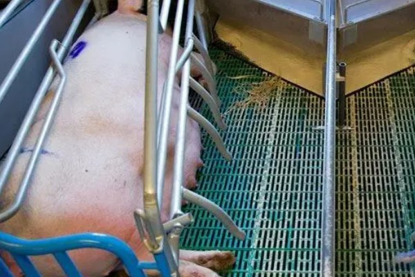 母猪难产小猪不入产道如何处理，让它适当活动再注射高糖或黄芪多糖