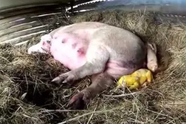 母猪难产小猪不入产道如何处理，让它适当活动再注射高糖或黄芪多糖